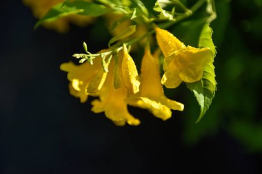Açan Sarı Zil, Sarı Yaşlı, Trompet Sarmaşığı.