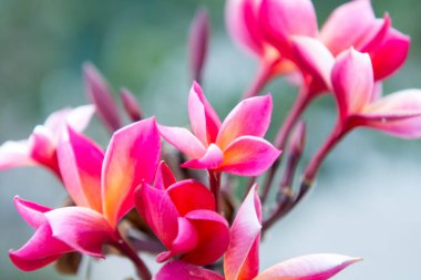 Frangipani tropikal çiçeği, Plumeria çiçeği ağaçta çiçek açıyor, sp