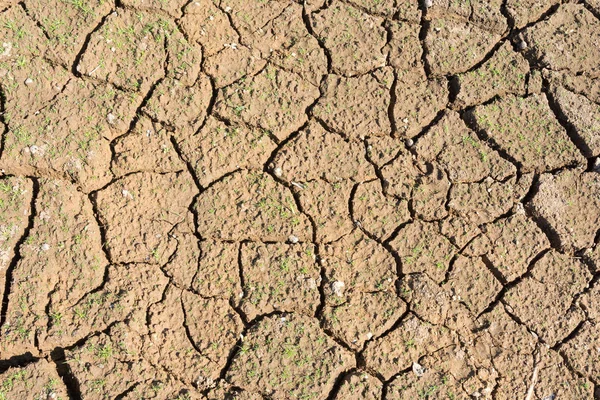 Le fond de la surface est fissuré dans le sol sec dans le summ — Photo