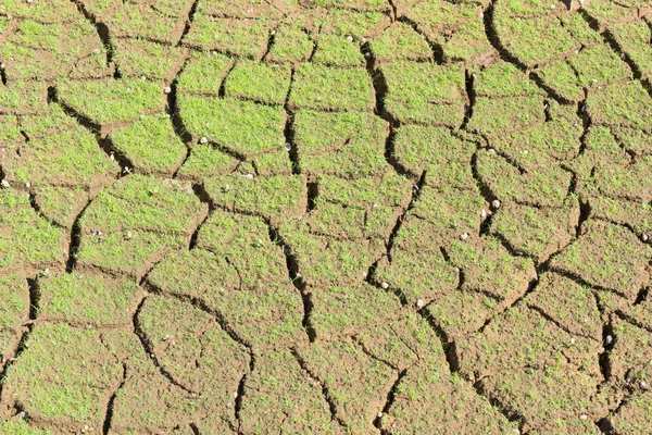 The background of the surface is cracked in dry soil in the summ — Stock Photo, Image