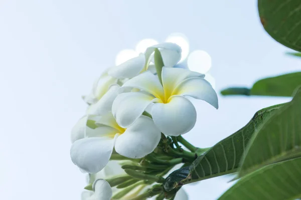 Flor tropical frangipani, flor plumeria floreciendo sobre el árbol, sp. — Foto de Stock