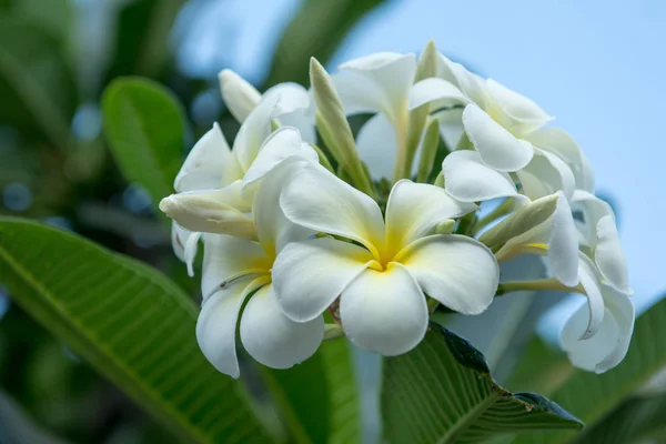 Frangipani тропический цветок, plumeria цветок цветет на дереве, sp — стоковое фото