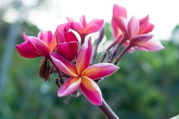 フランジパニ熱帯の花プルメリアの花を木に咲かせ — ストック写真
