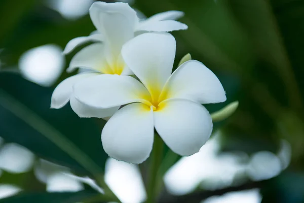 Flor tropical frangipani, flor plumeria floreciendo sobre el árbol, sp. — Foto de Stock