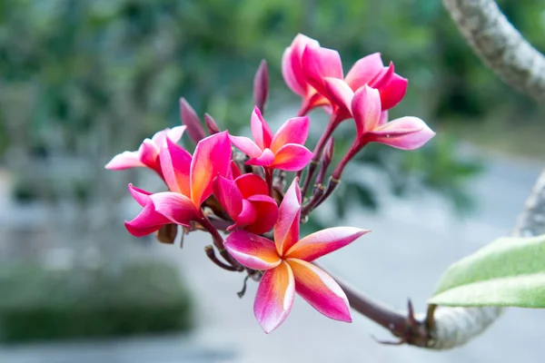 Frangipani floare tropicală, floare Plumeria înflorind pe copac, sp — Fotografie, imagine de stoc