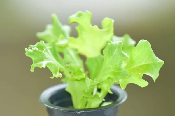 green oak lettuce - green oak lettuce farm - vegetable for salad