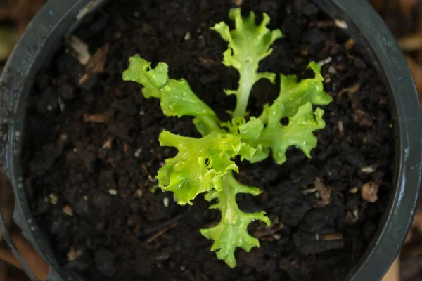 green oak lettuce - green oak lettuce farm - vegetable for salad