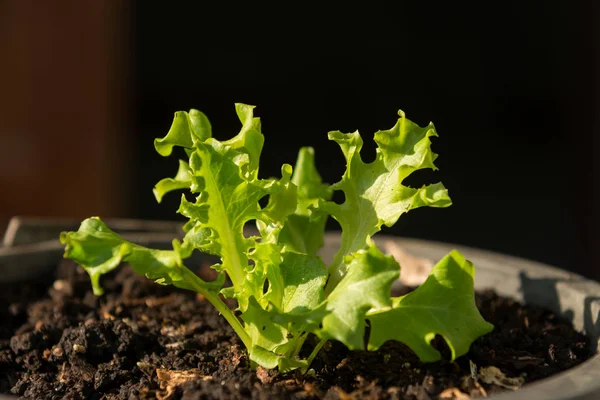 green oak lettuce - green oak lettuce farm - vegetable for salad