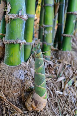Tayland bambu ormanda bambu sürgünler