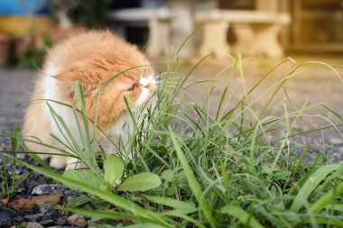 Kediler ot yer, yeşil 