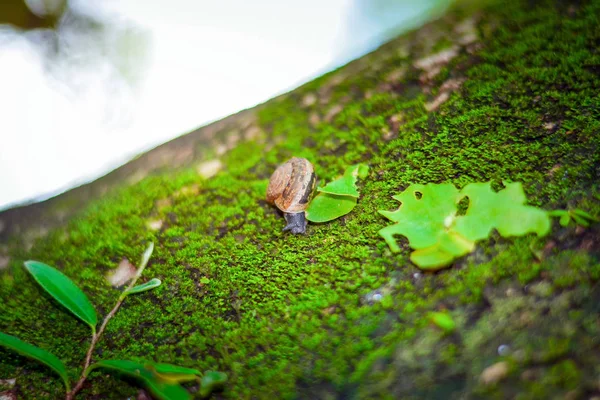 Musgo Com Caracóis Grande Floresta — Fotografia de Stock