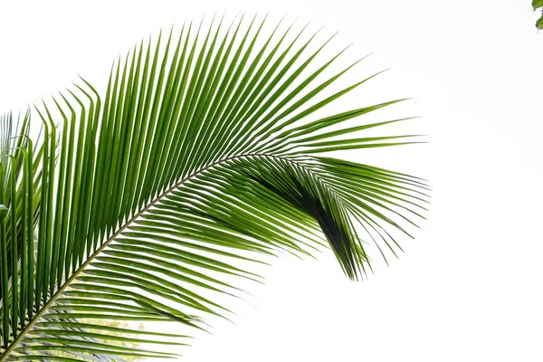 Kokosnoot Blad Witte Achtergrond — Stockfoto