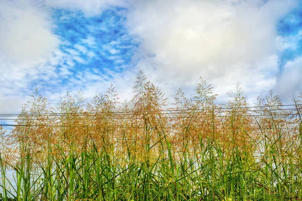 草の上 白い雲 — ストック写真