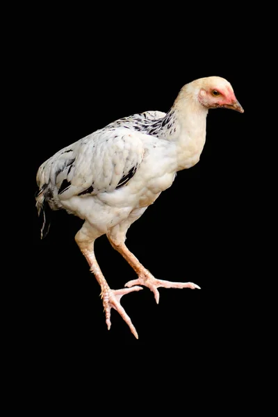 Siyah Arka Planlı Beyaz Tavuk — Stok fotoğraf