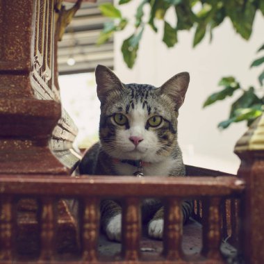 Gri ve beyaz kedinin boynunda bir çan asılı..