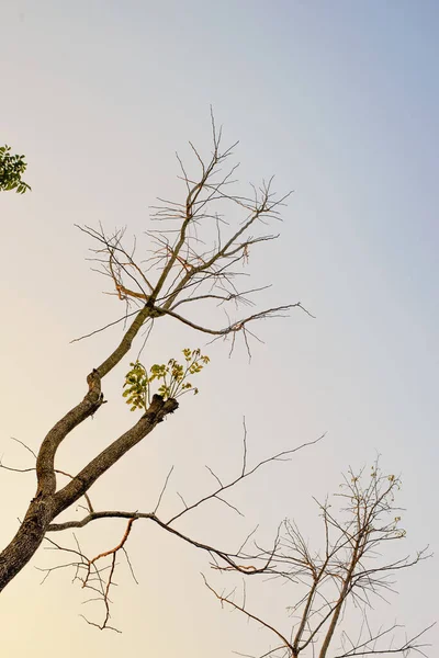 Árvores Estação Seca Não Haverá Folhas Fundo Céu — Fotografia de Stock