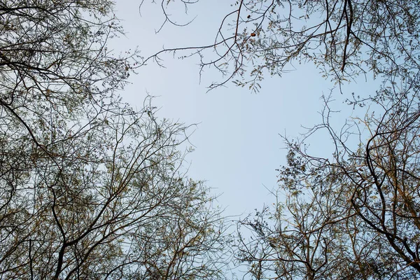 Céu Pálido Rodeado Árvores — Fotografia de Stock