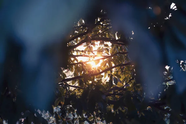 Luz Solar Brilhar Através Dos Ramos — Fotografia de Stock