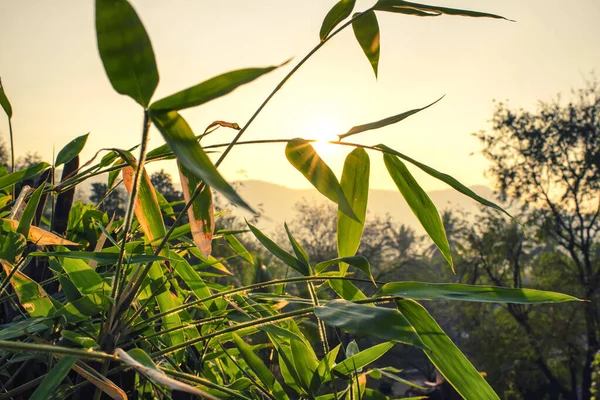 Light Morning Sun Shines Bamboo Leaves — ストック写真