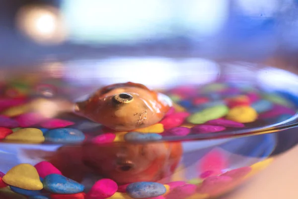 Goldfish Copo Morreu Fotos De Bancos De Imagens