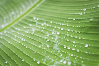 Muz yaprakları ıslak, ada damlıyor..