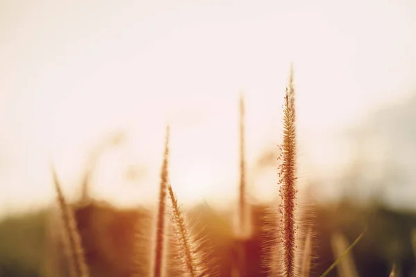 夕方に暖かい光を持つ草の花 — ストック写真