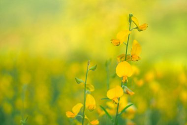 Sarı bir çiçek bulutun arkasında.