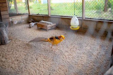 Sarı tüylü kuşlar, uzun gri kuyruklu.