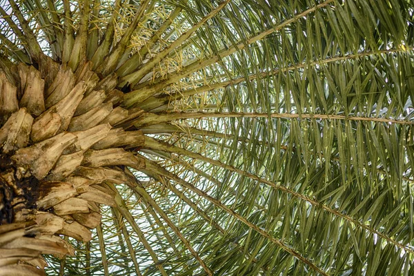 Grote Palmbomen Een Park Thailand — Stockfoto