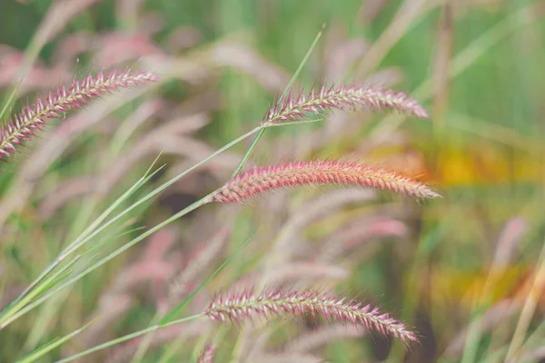 牧草地のパステルカラーの草の花 — ストック写真