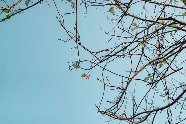 Topo Árvore Durante Estação Seca Sem Folhas — Fotografia de Stock