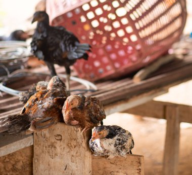 Birçok tavuk grup halinde yaşar..