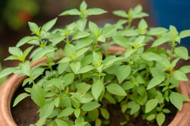 Tayland fesleğeni, lezzetli yemekler yapmak için kullanılır..