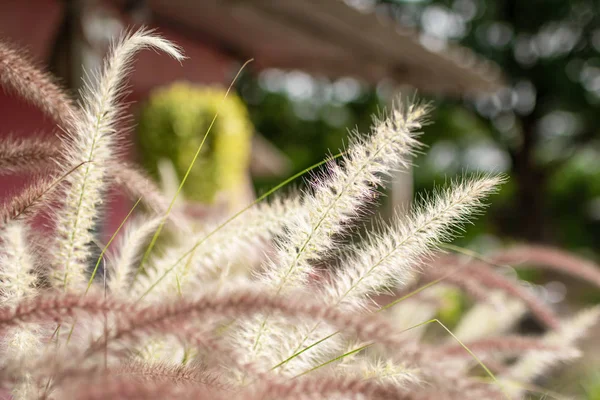 家の前に白い草の花 — ストック写真