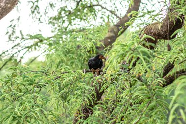 Tavuk dallara yapışıyor.