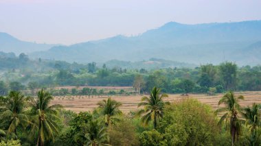 Kırsal kesimin akşam manzarasında hindistan cevizi ağaçları var..