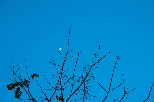 Toppen Trädet Himlen Bakgrund Nära Natten — Stockfoto