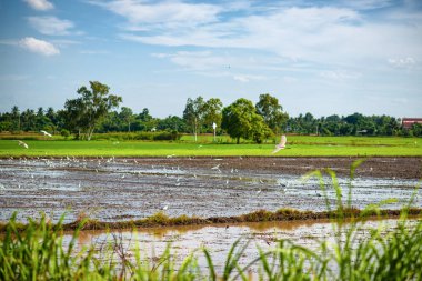 Tarlalarda uçan beyaz bir kuş sürüsü