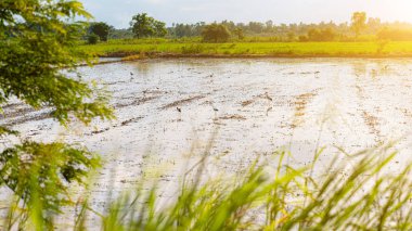 Tarlanın ortasındaki kuşlar