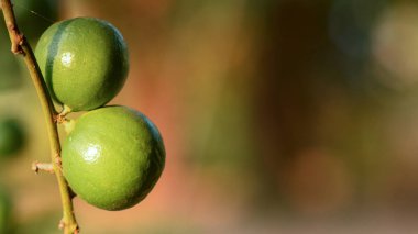 Büyük meyveli limon iyi bir fiyata satılacak..