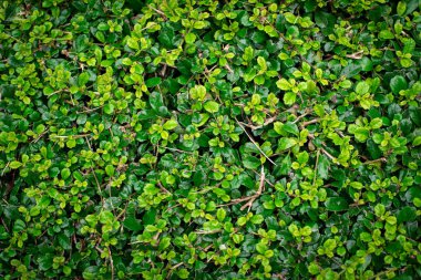 Kesilmiş yeşil yapraklarla süslenmiş ağaç