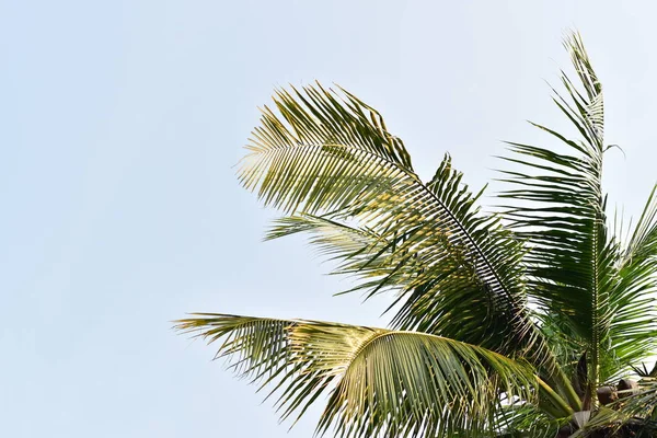 Kokosnöt Löv Höga Träd Himlen Bakgrund — Stockfoto