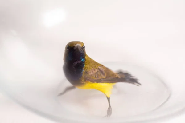 Geelbuiksunbird Een Vogel Een Glazen Pot — Stockfoto