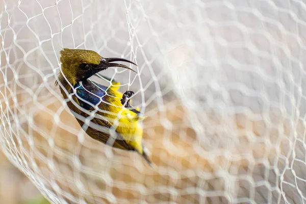 Sárgahasú Sunbird Madarak Akik Betévedtek Ember Házába — Stock Fotó