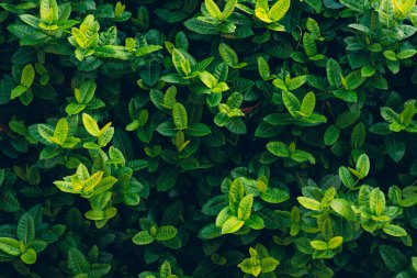 Evin önündeki yeşil yapraklar ve süs ağaçları çit yapımında kullanılabilir..