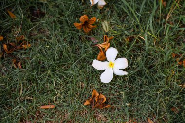 Beyaz frangipani çiçekleri güzel bir şekilde yeşil çimlere çarpıyor ve resimde kurumuş çiçekler var..
