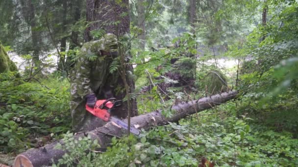 El hombre cortó la motosierra del árbol — Vídeo de stock