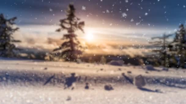 Vinter Landskab Med Træer Sne – Stock-video