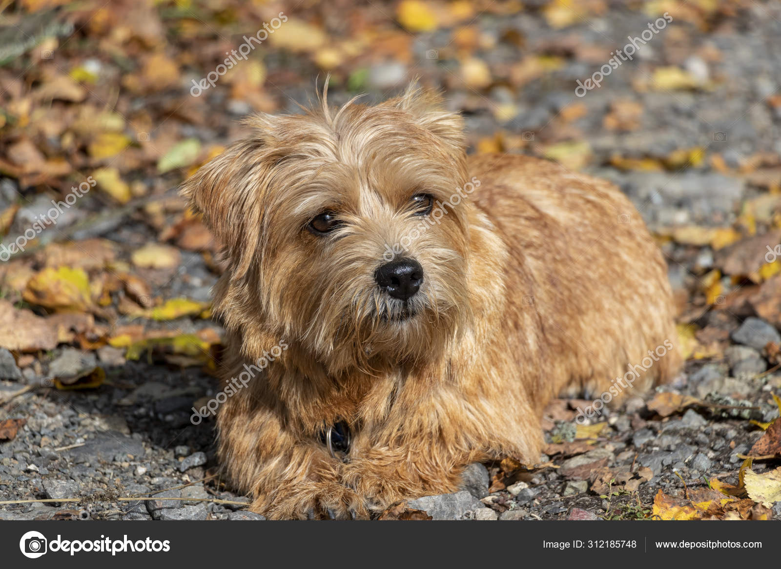 Are Norfolk Terriers Cuddly
