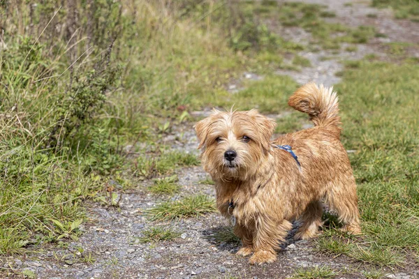 Norfolk terrier — Stock Photo, Image